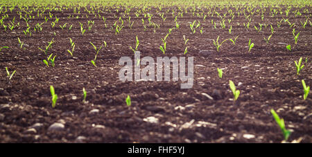 Selective focus of Young wheat seedlings growing in a soil