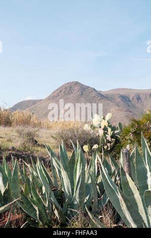 Mountains and cactus as viewed from the beach Playa del Arco, Los Escullos, Cabo de Gata National Park, Nijar, Almeria, Spain, Stock Photo