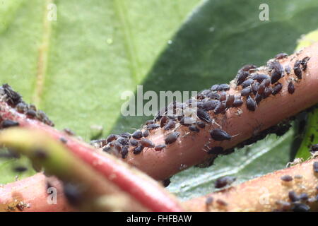 eating insect pest in an ivy Stock Photo
