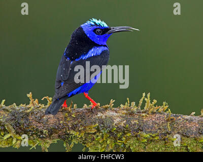 Male red-legged honeycreeper perched on branch Stock Photo