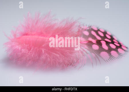 Pink Single Guinea Plumage Feather Stock Photo