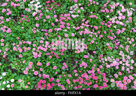 Beautiful natural pattern made of Bellis (or English Daisy) flowering plants Stock Photo