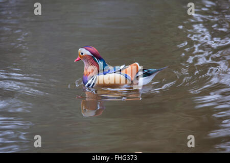 The mandarin duck (Aix galericulata) Stock Photo