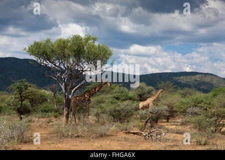 Pair of Angolan Giraffes, Giraffa camelopardalis angolensis, Namibia