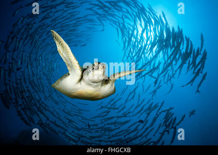 Green Sea Turtle and Shoal of Blackfin Barracuda, Chelonia mydas, Red Sea, Ras Mohammed, Egypt Stock Photo
