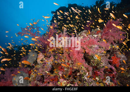 Lyretail Anthias over Coral Reef, Pseudanthias squamipinnis, Sanganeb, Red Sea, Sudan Stock Photo