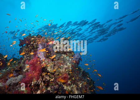 Lyretail Anthias over Coral Reef, Pseudanthias squamipinnis, Sanganeb, Red Sea, Sudan Stock Photo