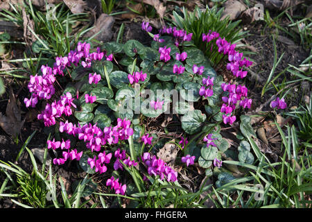 Cyclamen coum, Eastern Sowbread, growing in mixed woodland, Surrey, UK. February. Stock Photo