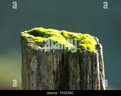 moss covered top of an old worn wooden fencepost in bright sunshine Stock Photo