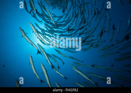 Shoal of Blackfin Barracuda, Sphyraena qenie, Shaab Rumi, Red Sea, Sudan Stock Photo