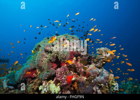 Twobar Anemonefish in Coral Reef, Amphiprion bicinctus, Shaab Rumi, Red Sea, Sudan Stock Photo