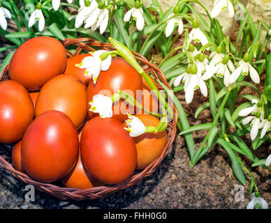 In a wicker basket near flowering snowdrops are red Easter eggs. Stock Photo