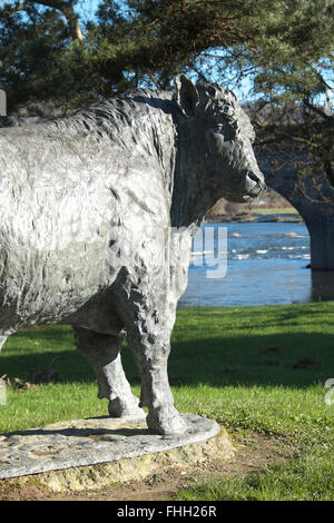 Builth Wells, Powys, Wales - Life size Welsh Black bull bronze statue stands beside the River Wye by sculptor Gavin Fifield Stock Photo