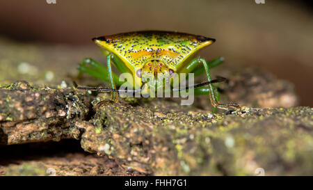 Hawthorn shieldbug (Acanthosoma haemorrhoidale). True bug in the family Acanthosomatidae on a stick, with focus on compound eyes Stock Photo
