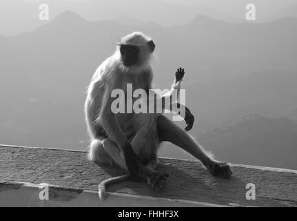 Langur monkey with baby, Monsoon palace, Udaipur, India. Stock Photo