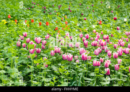 lots of lilac tulips on a blured background Stock Photo