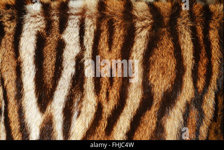 tiger fur Stock Photo
