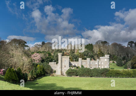 Caerhays, Cornwall, UK. 25th February 2016.  UK Weather. Glorious spring sunshine at Caerhays gardens and castle, bringing out the best of the Magnolia blooms. The gardens have been anounced as the winner of the 2016 Garden of the Year award  by the Historic Houses Association. Credit:  Simon Maycock/Alamy Live News Stock Photo