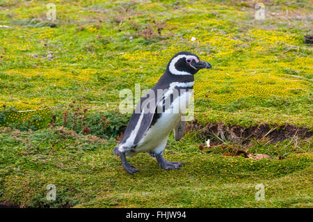 Walking Magellanic Penguin, Seno Otway - Punta Arenas, Chile Stock Photo