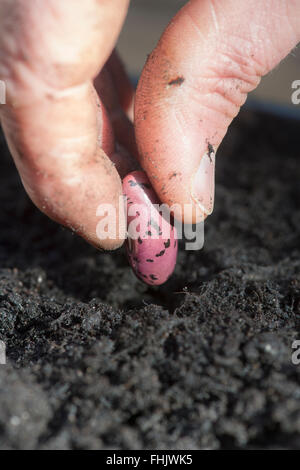 Gardeners hand planting a Runner bean seed into compost Stock Photo