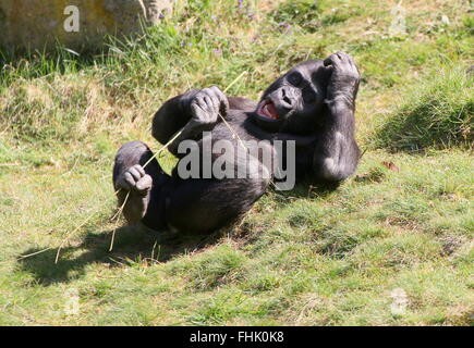 Young male Lowland gorilla rocking back and forth while lying on his back, scratching his head while yawning Stock Photo