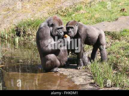 Two Western lowland gorillas near the water's edge, mother and son, sharing fruit Stock Photo