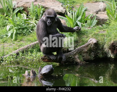 Western lowland gorilla at the water's edge, engrossed in observing a turtle Stock Photo