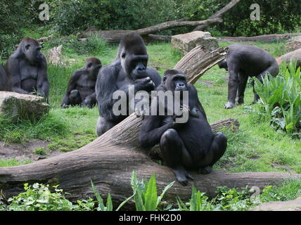 Family of Western lowland gorillas chilling out, alpha male silverback and one of his 'prime mates' in the foreground Stock Photo