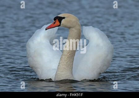 Front wiew on swimming  Mute swan (Cygnus olor) / Swan Wings Stock Photo