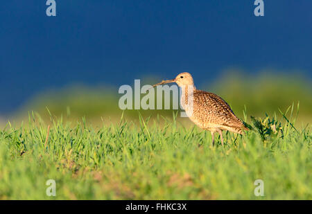 Long-billed Curlew (Numenius americanus) in grassland habitat, Montana Stock Photo