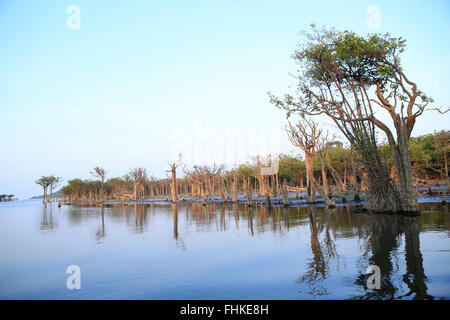 Brazil, Amazon, Varzea - seasonally flooded swamp forest, Tapajos river near Alter do Chao, Santarem, Para state Stock Photo