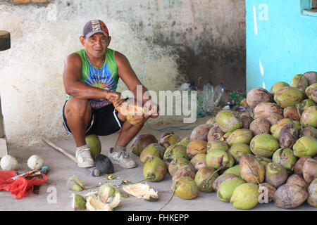 A monkey helped harvest and husking the coconut. Long-tailed monkeys or  long-tailed macaque in Pariaman, not just animals that live in the wild,  but these monkeys are also utilized by the local