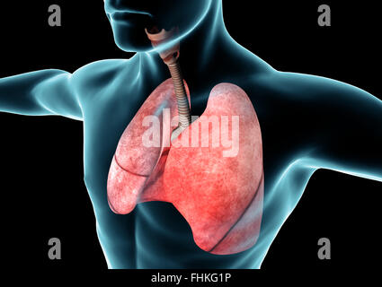 Respiratory system, lungs, x-ray, anatomy of the human body Stock Photo