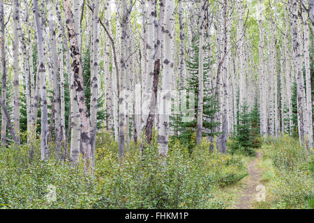 Aspen (Populus tremula), forest, Jasper National Park, UNESCO World ...