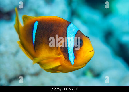 Twobar Anemonefish, Amphiprion bicinctus, Shaab Rumi, Red Sea, Sudan Stock Photo