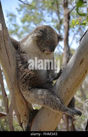 Koala dozing away on eucalyptus tree. Stock Photo