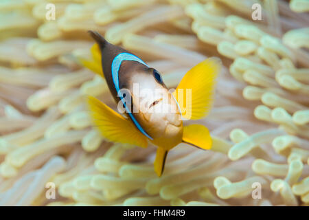 Twobar Anemonefish, Amphiprion bicinctus, Shaab Rumi, Red Sea, Sudan Stock Photo
