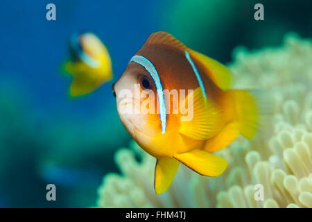 Twobar Anemonefish, Amphiprion bicinctus, Shaab Rumi, Red Sea, Sudan Stock Photo