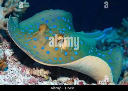 Bluespotted Ribbontail Ray, Taeniura lymma, Shaab Rumi, Red Sea, Sudan Stock Photo