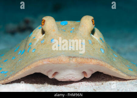 Bluespotted Ribbontail Ray, Taeniura lymma, Shaab Rumi, Red Sea, Sudan Stock Photo