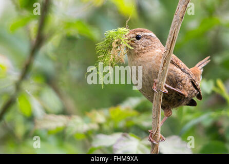 Wren Troglodytes troglodytes on branch with nesting material collected in bill. Breeding season close up detail soft focus background copy text space Stock Photo