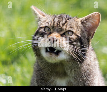 Scottish wild cat head shot with large lower teeth showing. Waiting for keeper to throw some chicks for feeding on. Captured subject in large  pen. Stock Photo