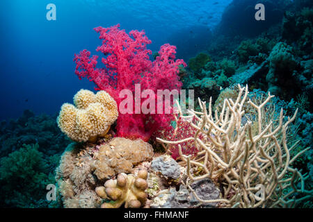 Colored Soft Coral Reef, Shaab Rumi, Red Sea, Sudan Stock Photo