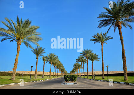 palm trees along the road and a beautiful blue sky