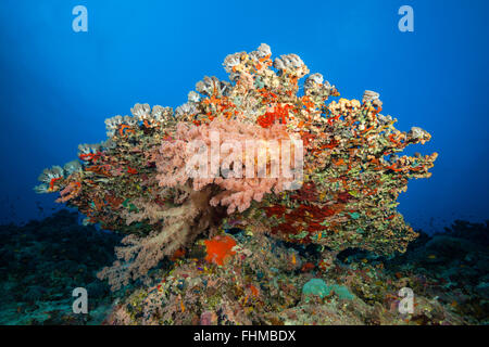 Colored Soft Coral Reef, Shaab Rumi, Red Sea, Sudan Stock Photo