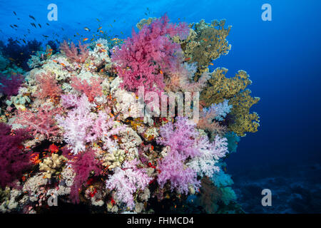 Colored Soft Coral Reef, Shaab Rumi, Red Sea, Sudan Stock Photo