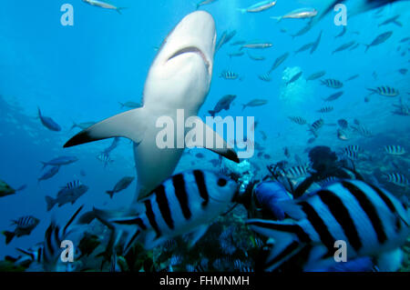 Silvertip shark, Carcharhinus albimarginatus, Beqa lagoon, Viti Levu,  Fiji, South Pacific Stock Photo