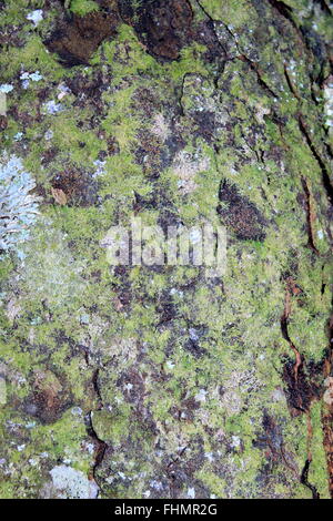Kahikatea Tree Trunk Bark Stock Photo