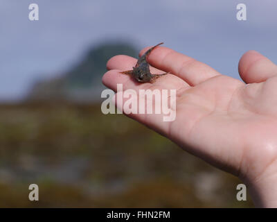 Tiny fish in human hand at the ocean with blurred background Stock Photo