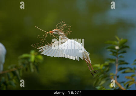 cattle egret (Bubulcus ibis), bringing nesting material to nest in colony, Costa Rica Stock Photo